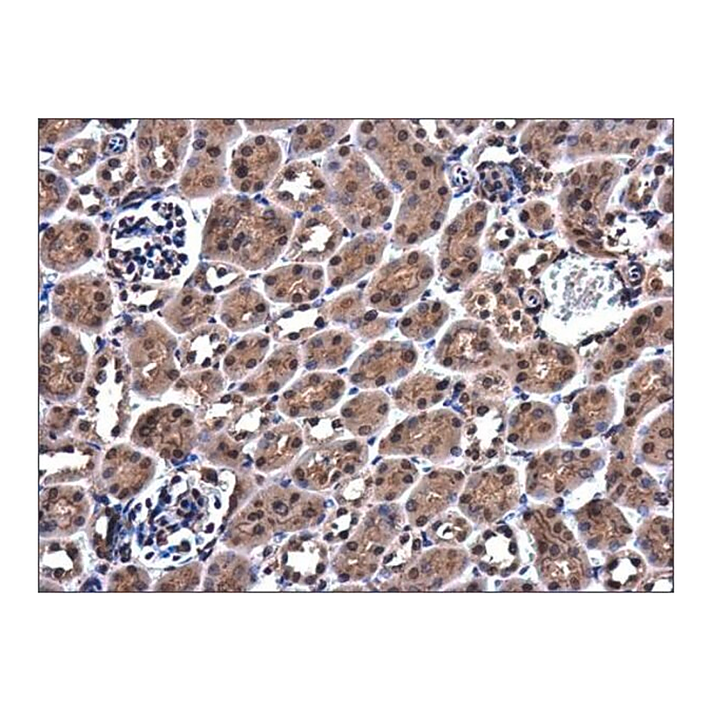 Merck Anti-ZC3H12A antibody produced in rabbit