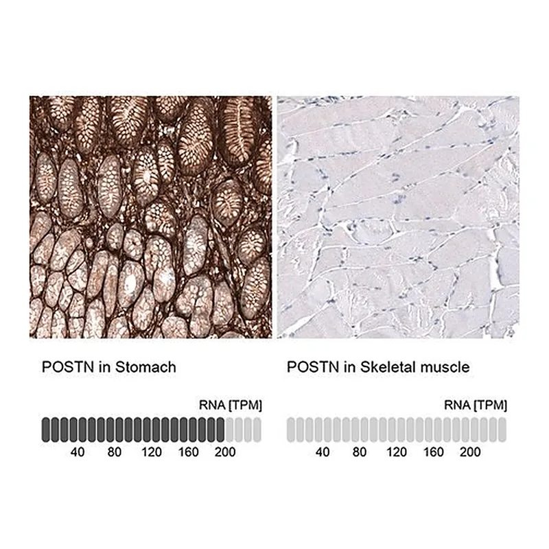 Merck Monoclonal Anti-POSTN antibody produced in mouse