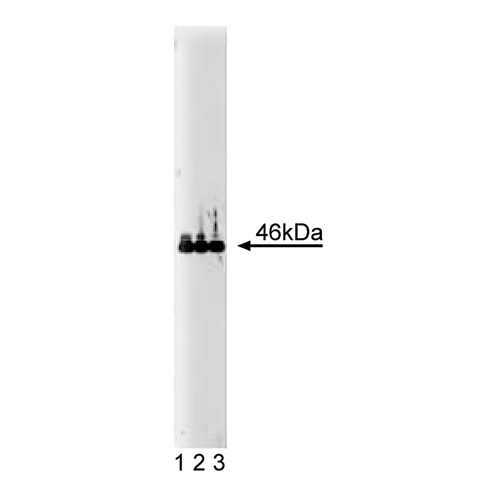 BD Purified Mouse Anti-VASP
