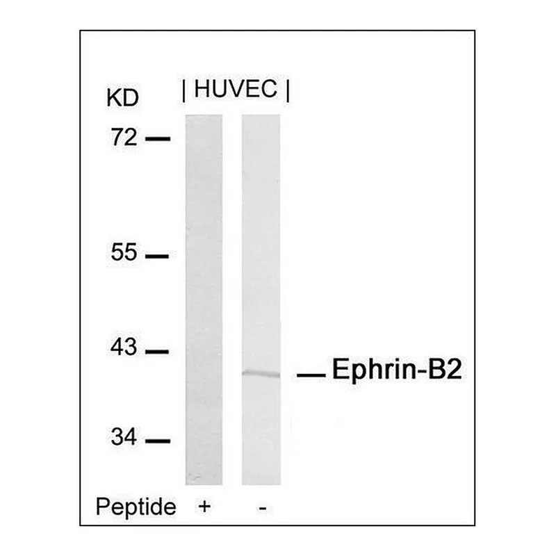 Merck Anti-EFNB2 (Ab-316) antibody produced in rabbit