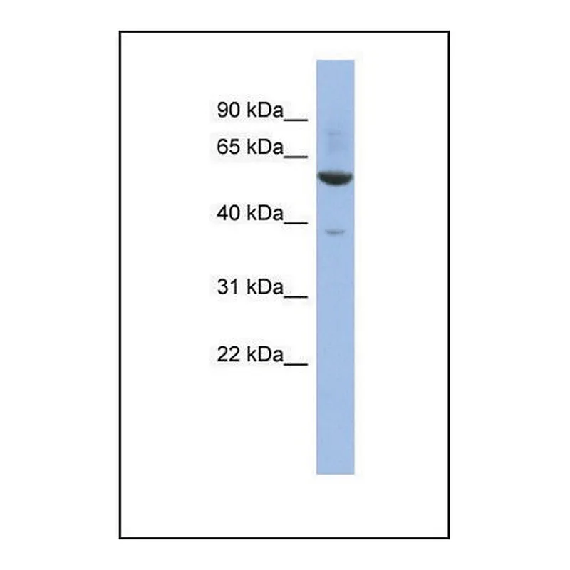 Merck Anti-ZNF783 antibody produced in rabbit