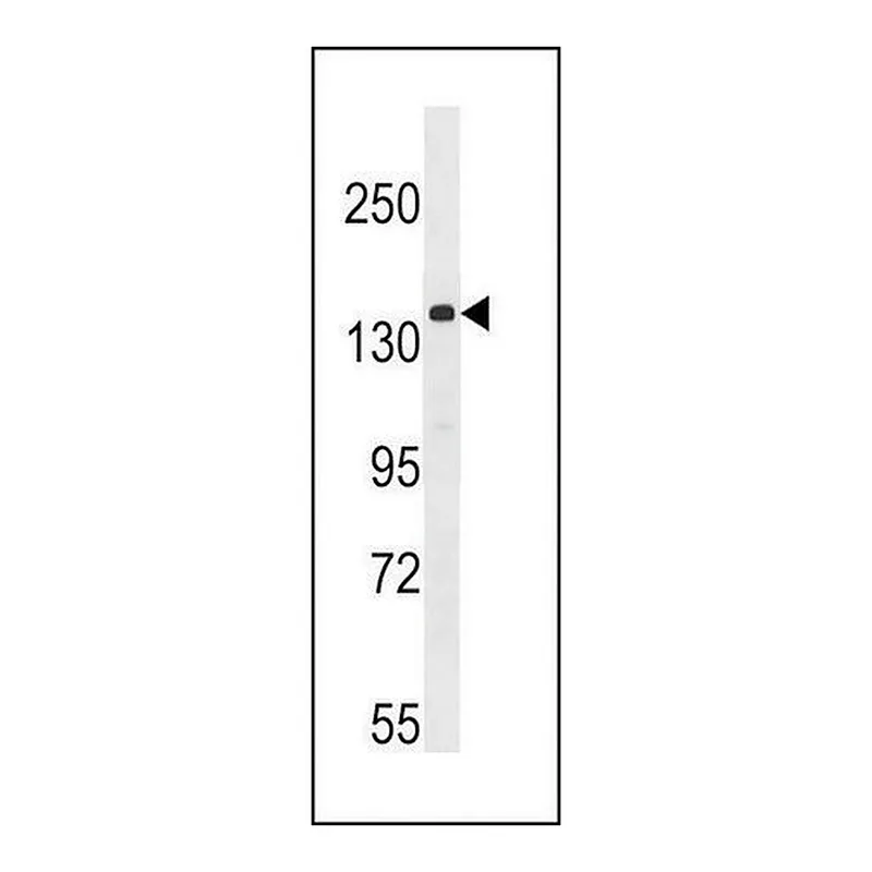 Merck ANTI-APG1 (ULK1) (CENTER) antibody produced in rabbit