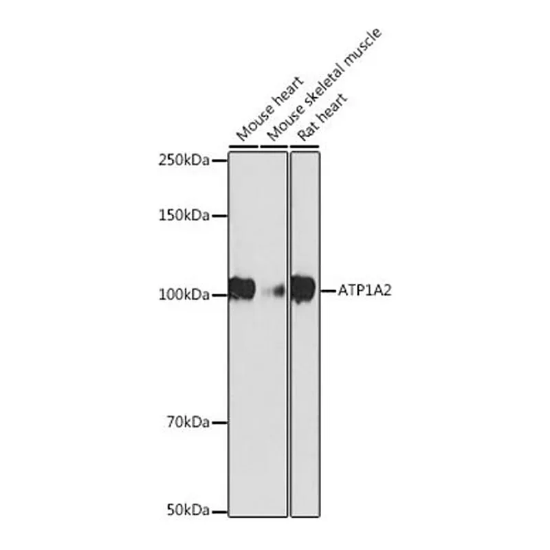 Merck Anti-ATP1A2 antibody produced in rabbit
