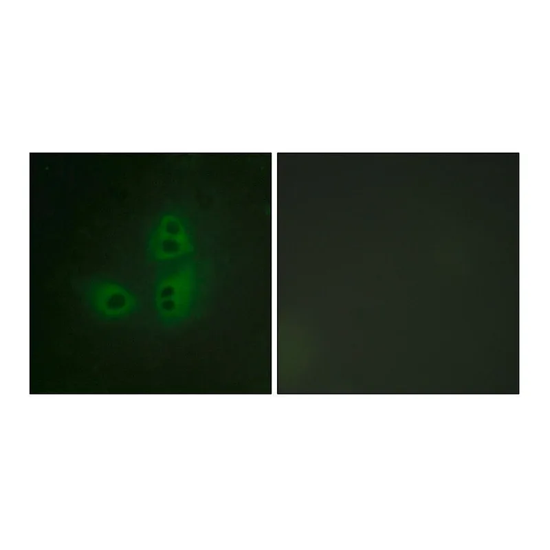 Merck Anti-NNOS antibody produced in rabbit