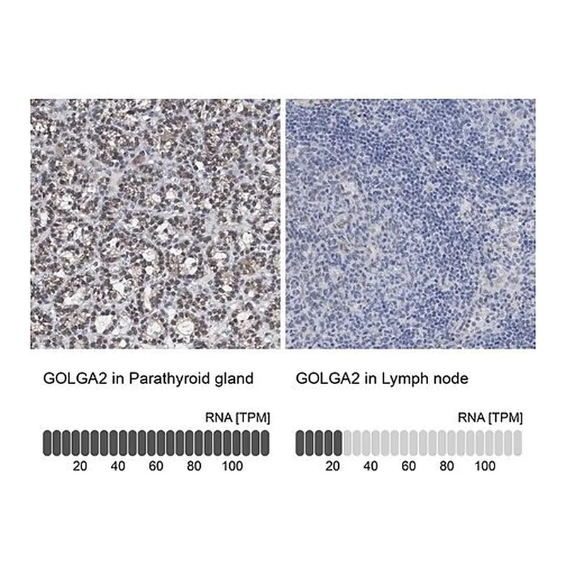 Merck Anti-GOLGA2 antibody produced in rabbit
