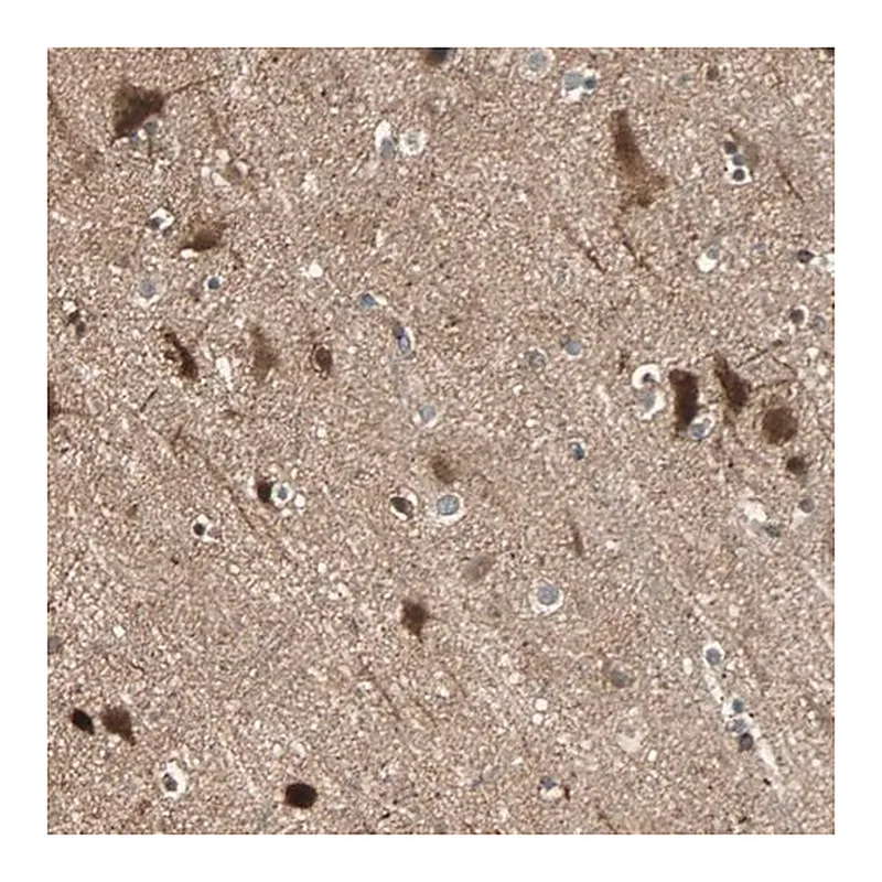 Merck Anti-GPR61 antibody produced in rabbit