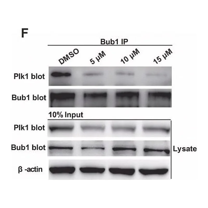 Merck Monoclonal Anti-hPlk1 (Polo Like Kinase 1) antibody produced in mouse