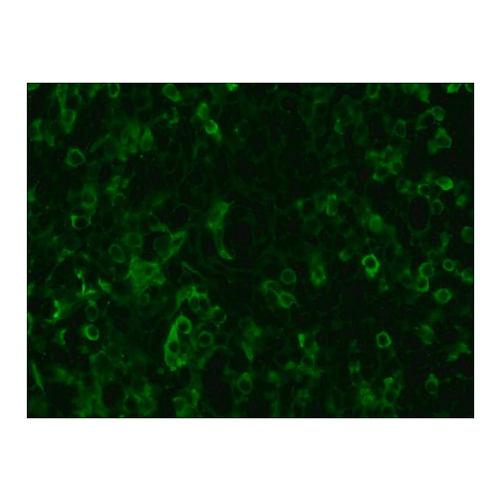 Merck Anti-Chicken IgY (IgG) (whole molecule)-FITC antibody produced in rabbit