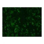 Merck Anti-Chicken IgY (IgG) (whole molecule)-FITC antibody produced in rabbit