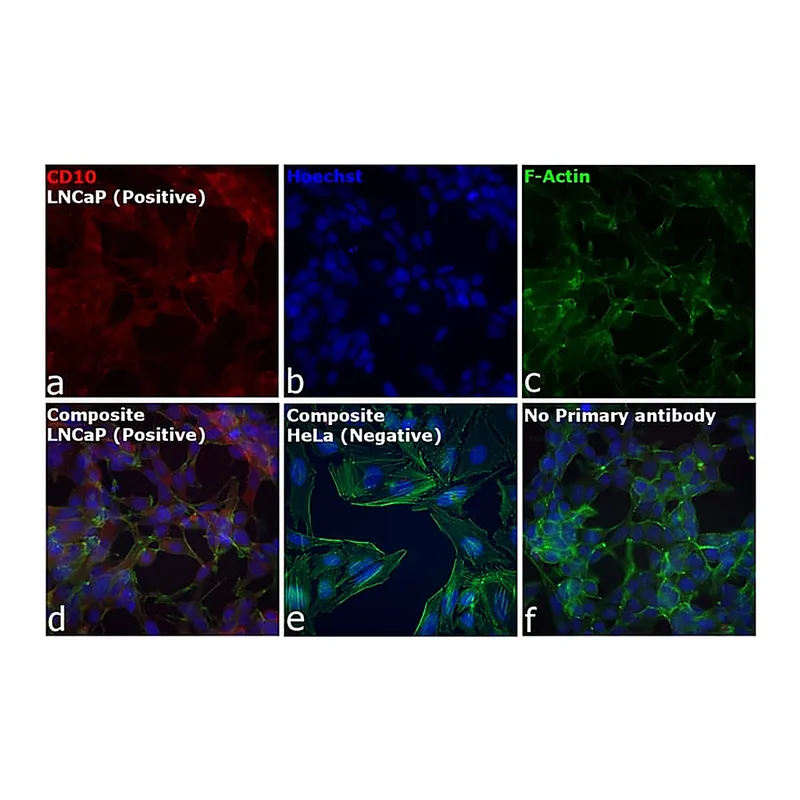 Thermo Fisher Scientific Rabbit anti-Goat IgG (H+L) Cross-Adsorbed Secondary Antibody, Alexa Fluor 680