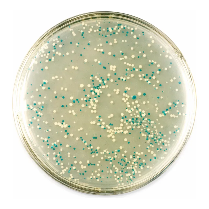 Merck BLUE-WHITE SELECT(TM) SCREENING REAGENT&