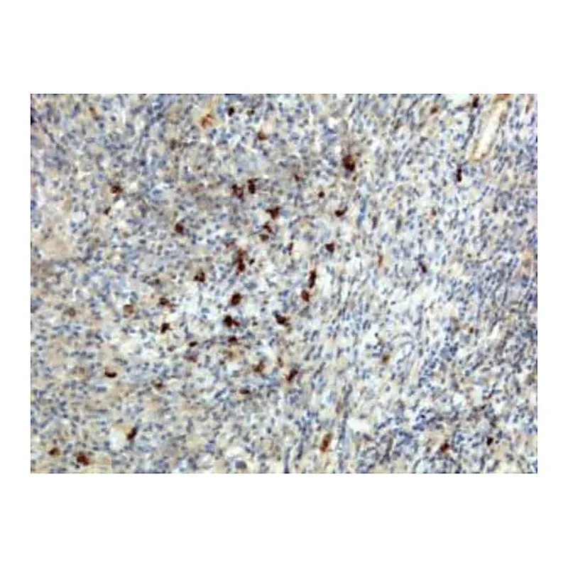 Thermo Fisher Scientific Rabbit anti-Human IgA1/IgA2 Recombinant Secondary Antibody