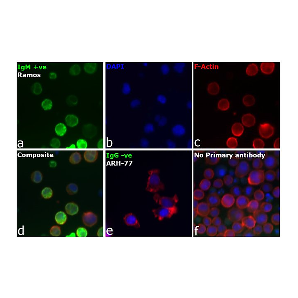 Thermo Fisher Scientific Goat anti-Human IgM (Heavy chain) Secondary Antibody
