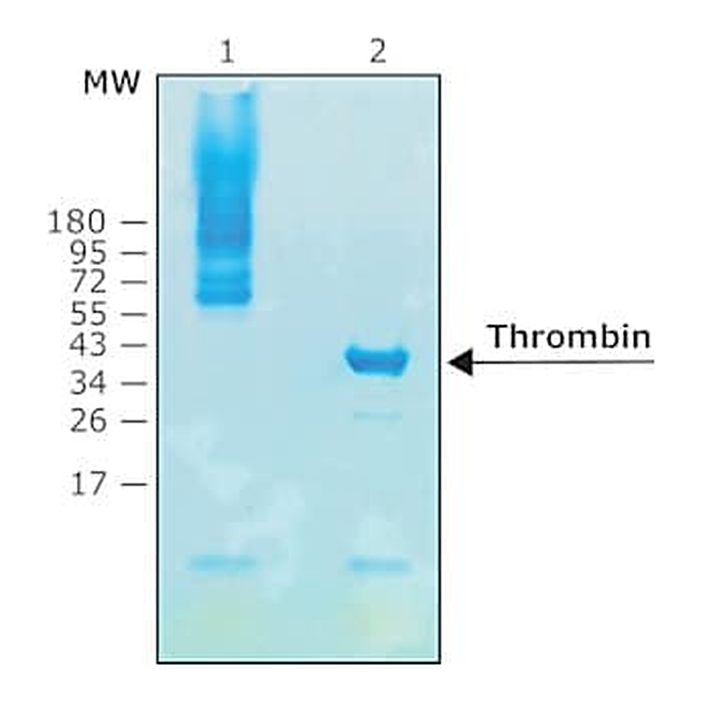 Merck THROMBIN PROTEASE, BIOTIN-TAGGED