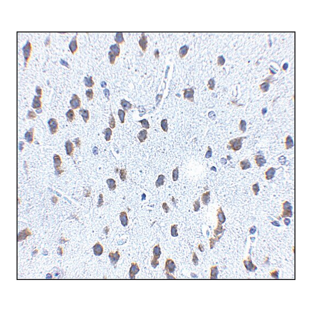 Merck Anti-SCF antibody produced in rabbit