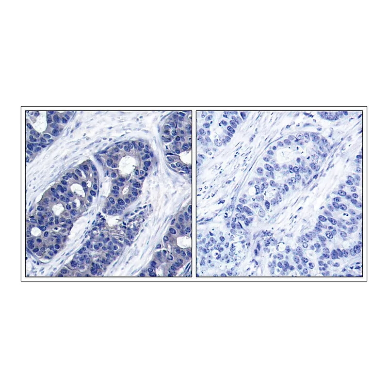 Merck Anti-IRS1 (Ab-636) antibody produced in rabbit