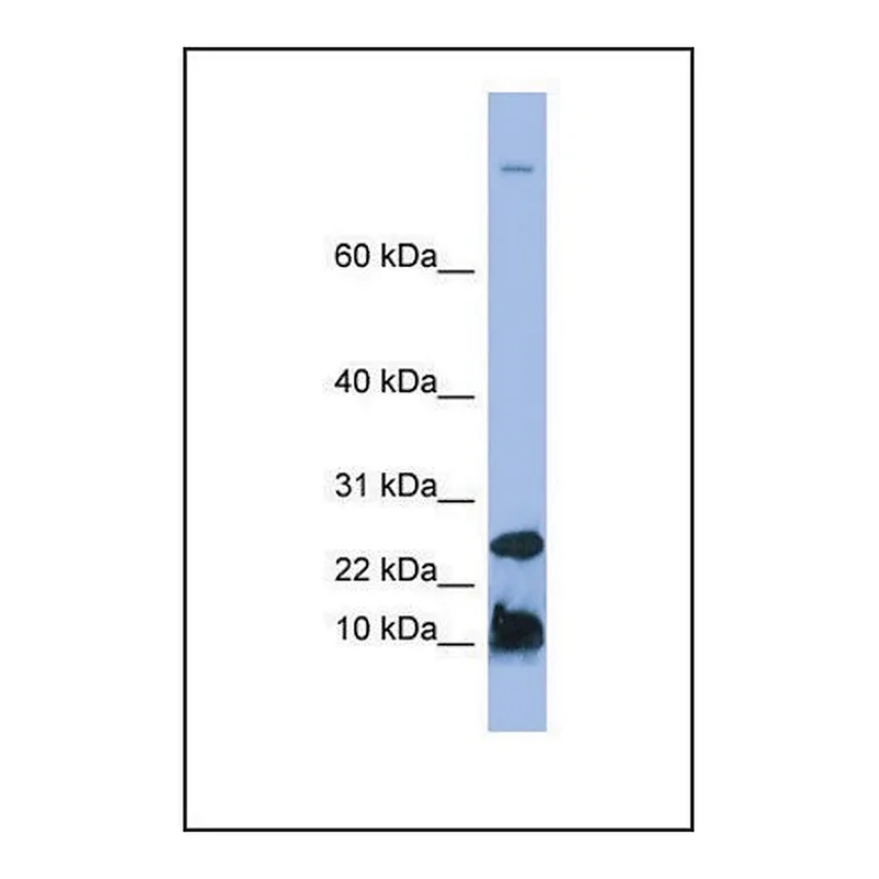 Merck Anti-HAMP, (N-terminal) antibody produced in rabbit