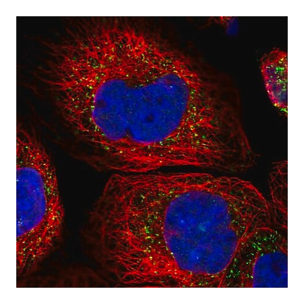 Merck Anti-ACOX3 antibody produced in rabbit