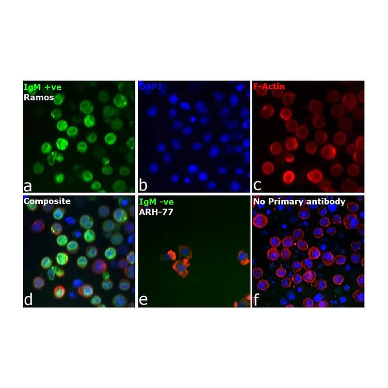 Thermo Fisher Scientific Rabbit anti-Human IgM Secondary Antibody