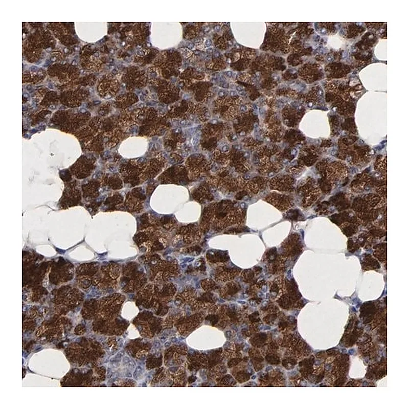 Merck Anti-CXADR antibody produced in rabbit