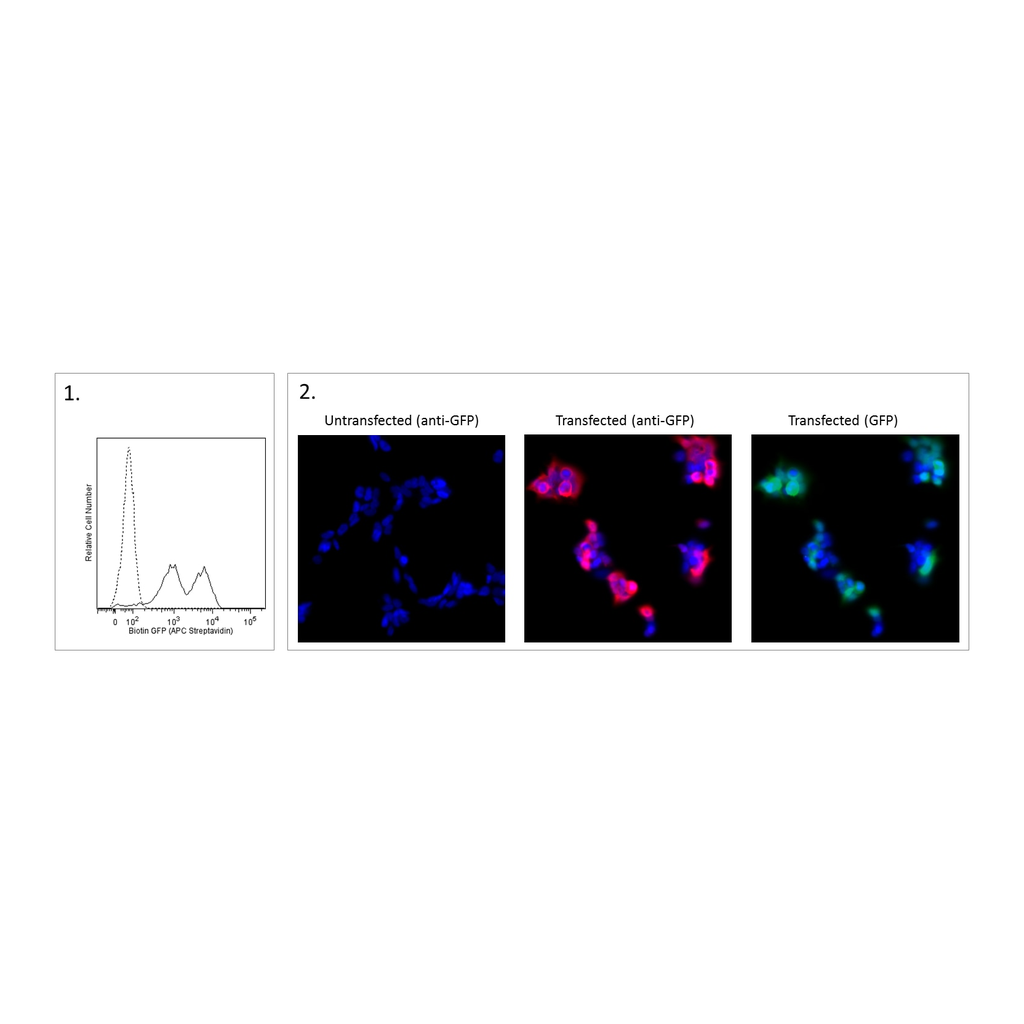 BD Biotin Mouse Anti-GFP