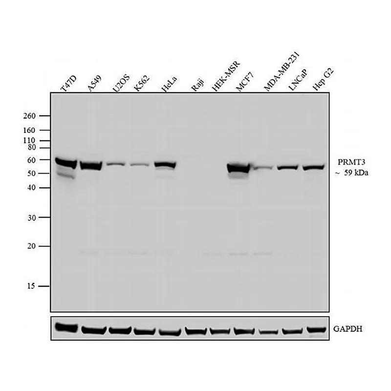 Thermo Fisher Scientific Goat anti-Mouse IgG (H+L) Secondary Antibody, HRP