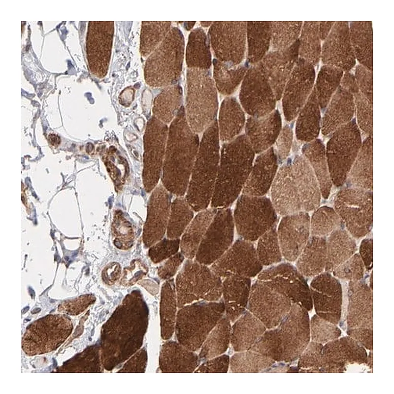 Merck Anti-PFKM antibody produced in rabbit