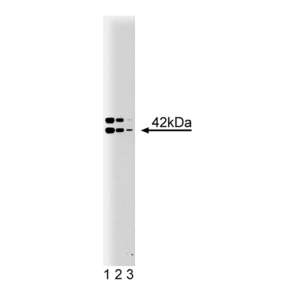 BD Purified Mouse Anti-B2 Bradykinin Receptor