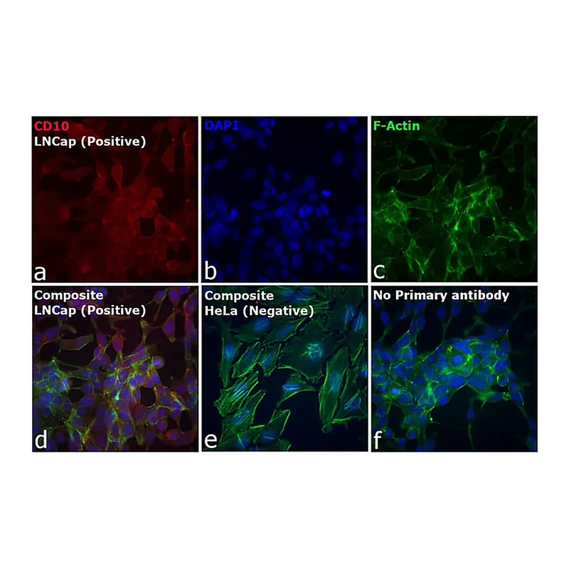 Thermo Fisher Scientific Rabbit anti-Goat IgG (H+L) Cross-Adsorbed Secondary Antibody, Alexa Fluor 633