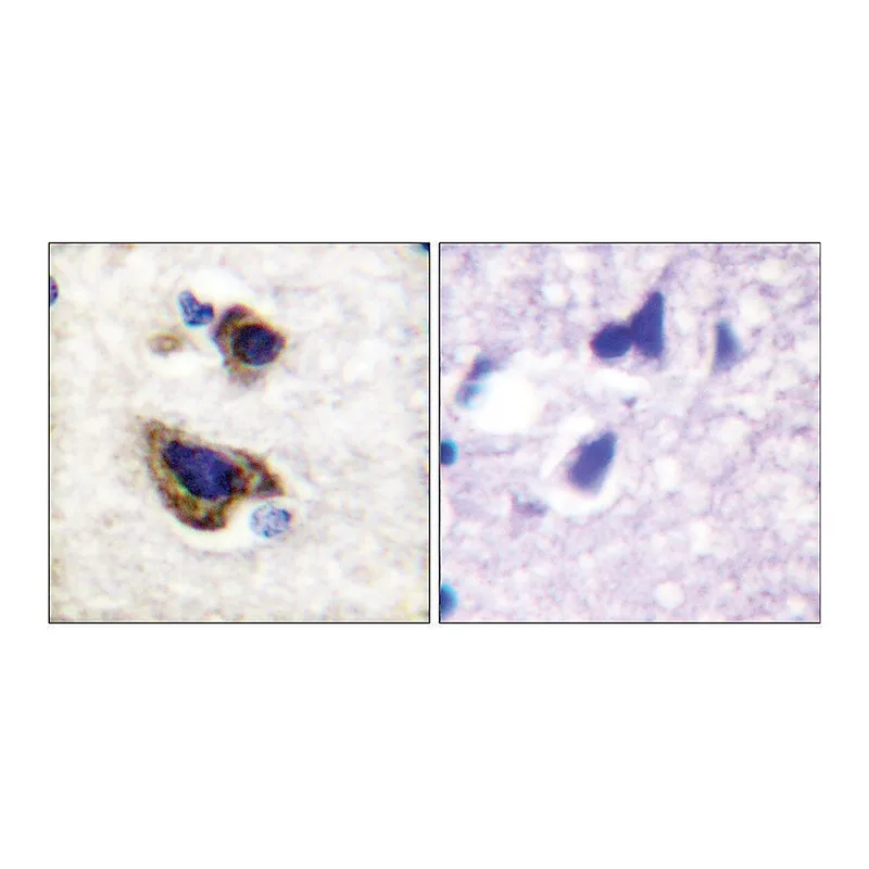 Merck Anti-GFAP antibody produced in rabbit