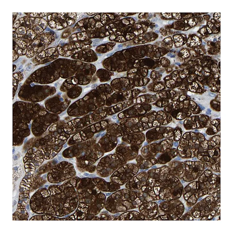 Atlas Antibodies Anti-GDF3 Antibody