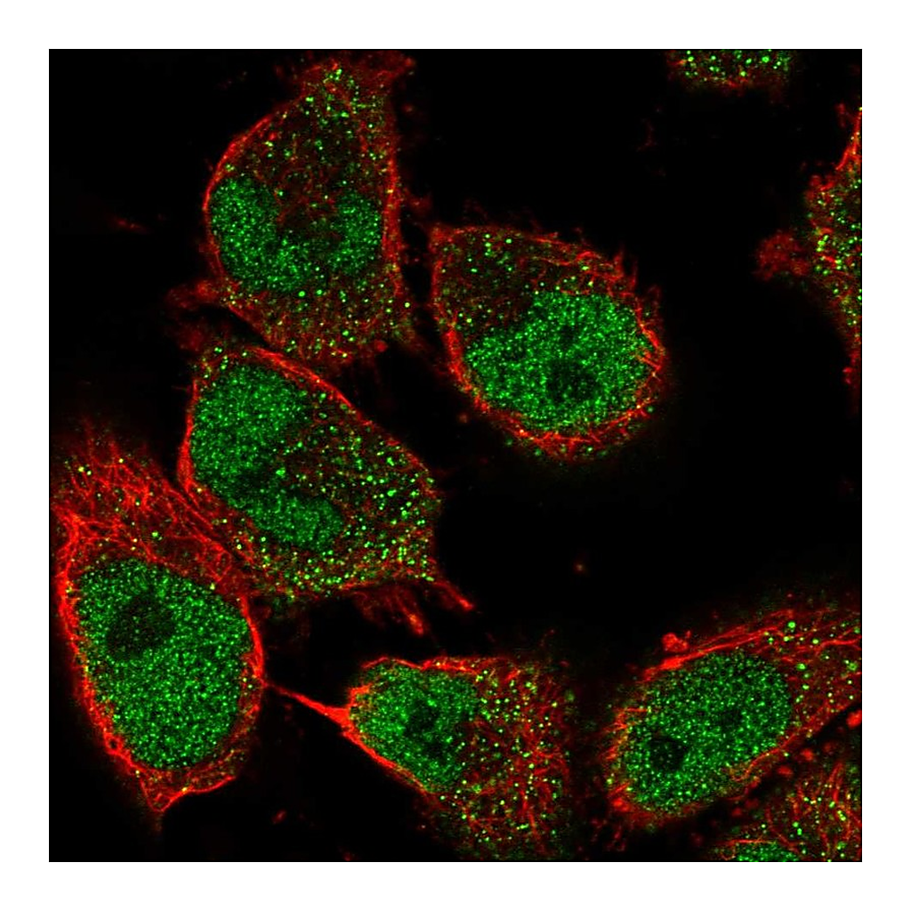 Atlas Antibodies Anti-GDNF Antibody