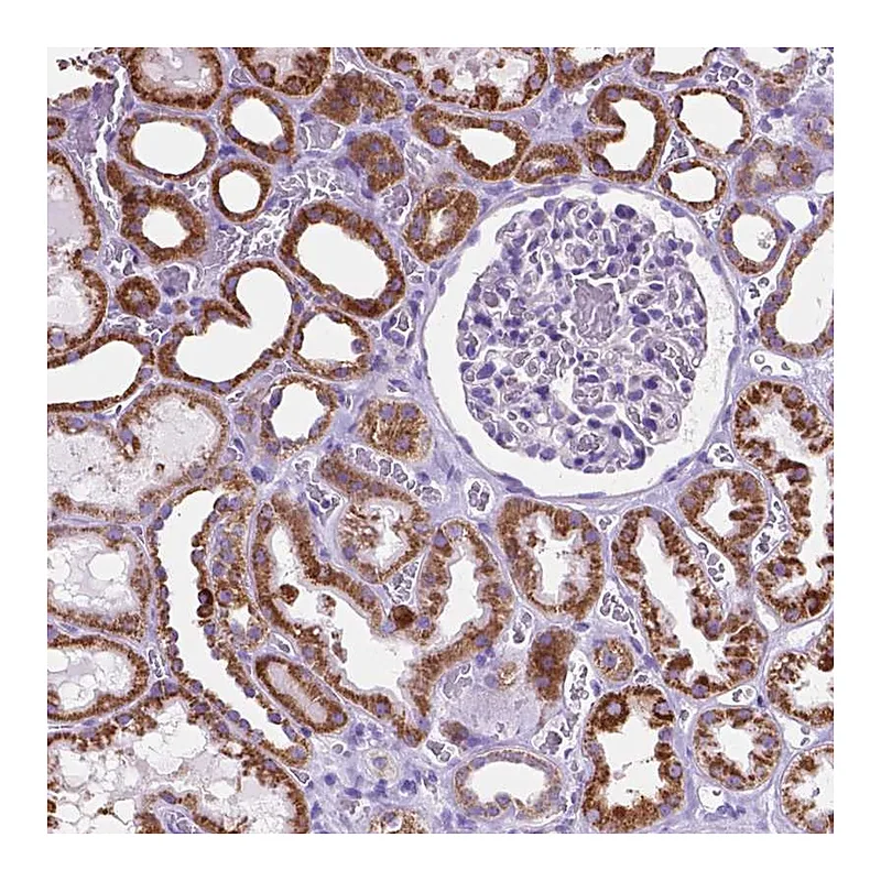 Atlas Antibodies Anti-GDPD5 Antibody