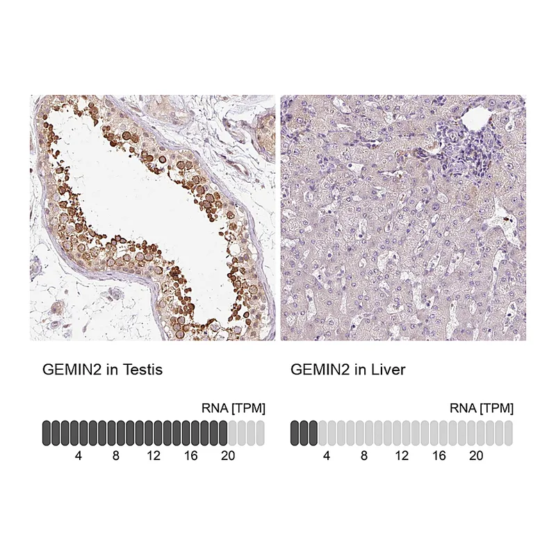 Atlas Antibodies Anti-GEMIN2 Antibody