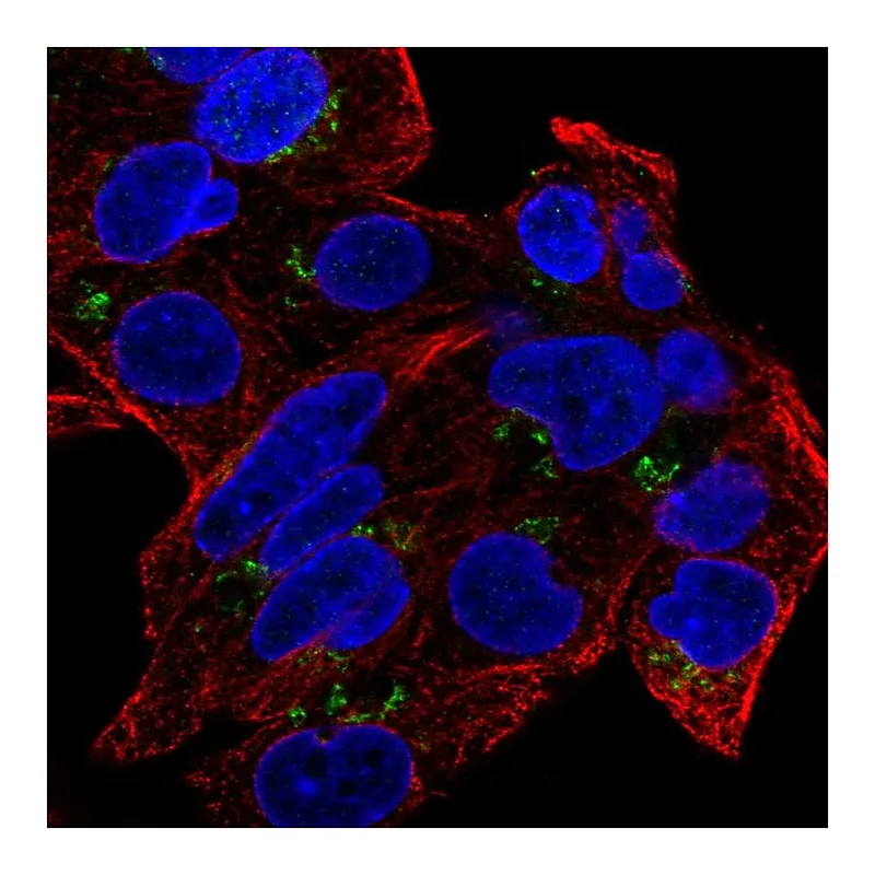 Atlas Antibodies Anti-GDPD5 Antibody