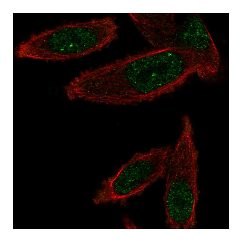 Atlas Antibodies Anti-GEMIN6 Antibody