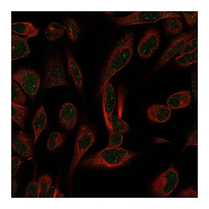 Atlas Antibodies Anti-GEMIN5 Antibody