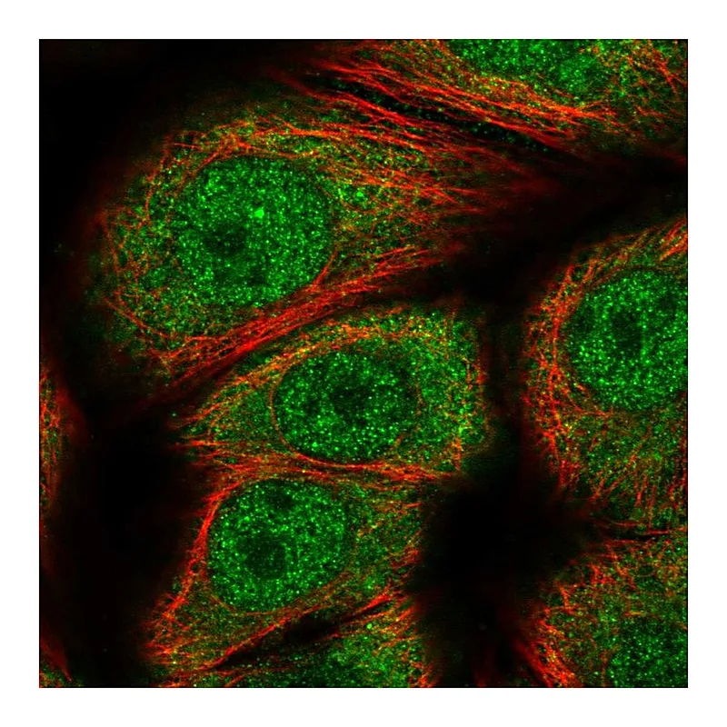 Atlas Antibodies Anti-GEMIN7 Antibody