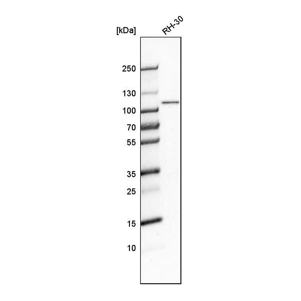 Atlas Antibodies Anti-GEN1 Antibody
