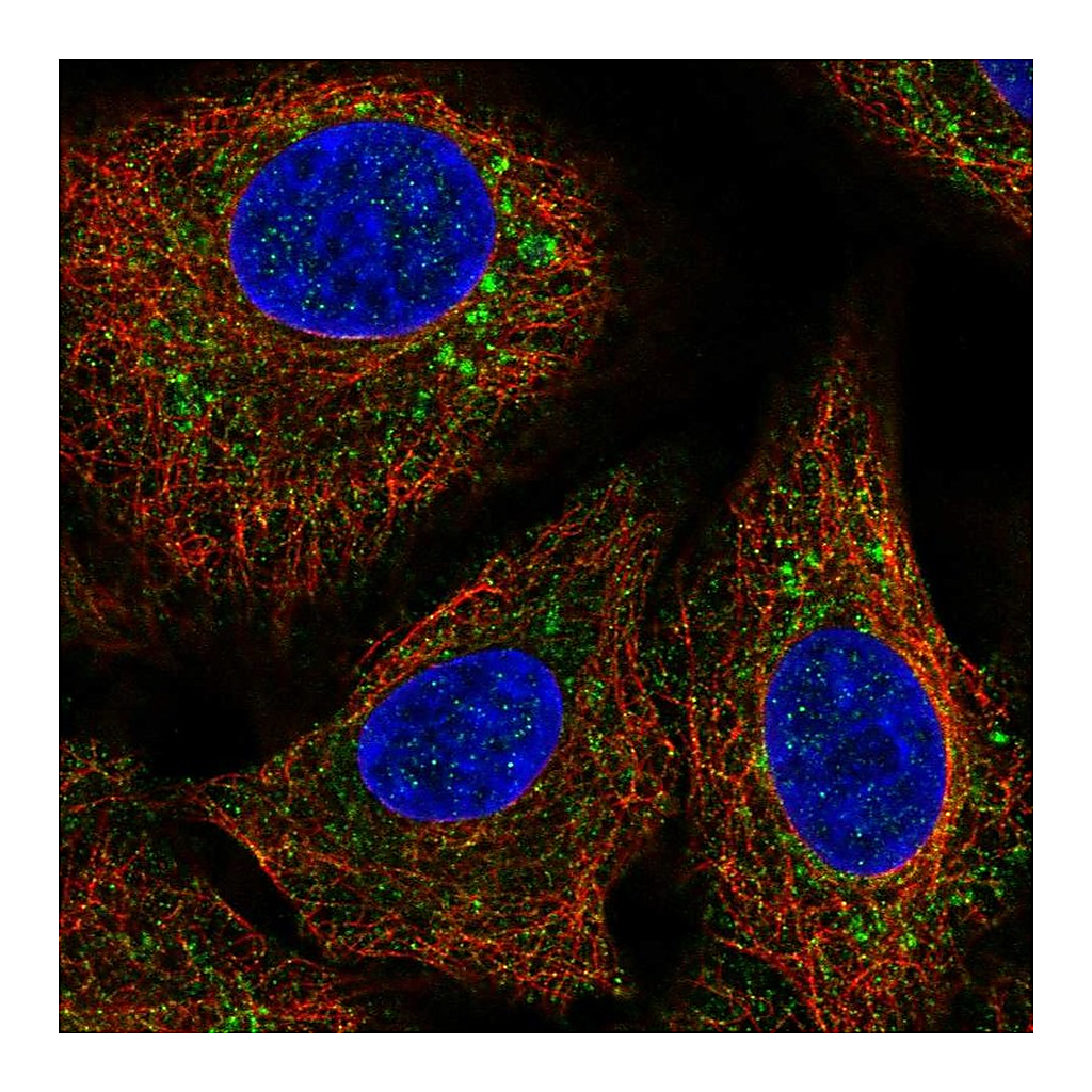 Atlas Antibodies Anti-GFER Antibody