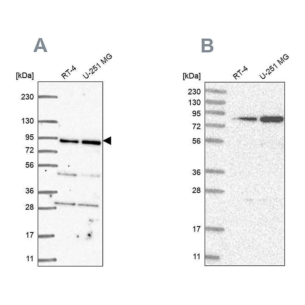 Atlas Antibodies Anti-GFM1 Antibody