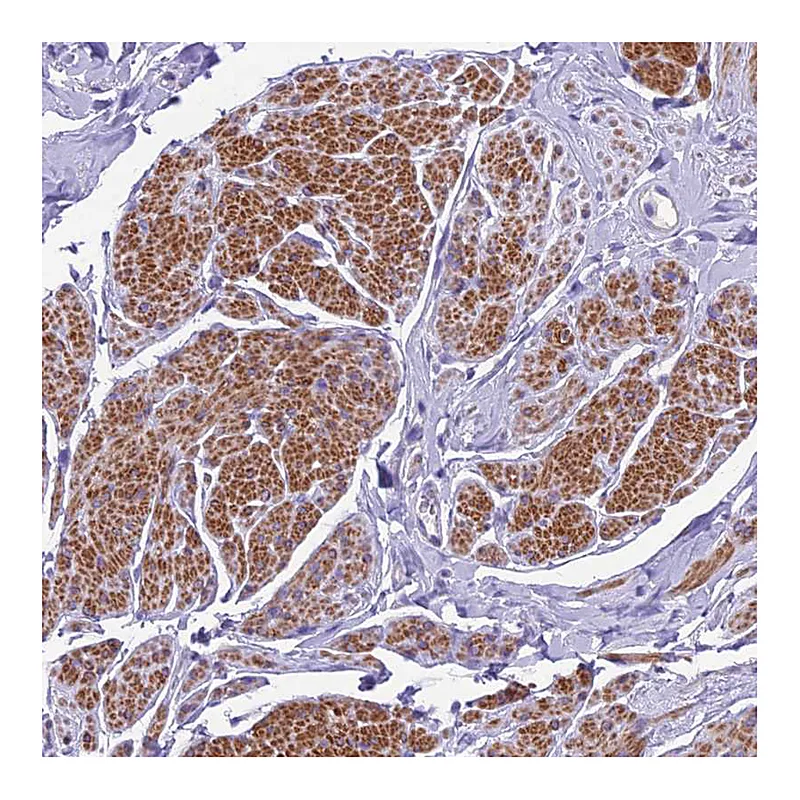 Atlas Antibodies Anti-GFRA1 Antibody