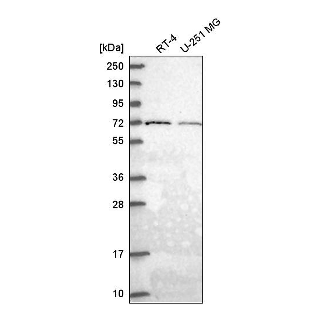 Atlas Antibodies Anti-GGA2 Antibody