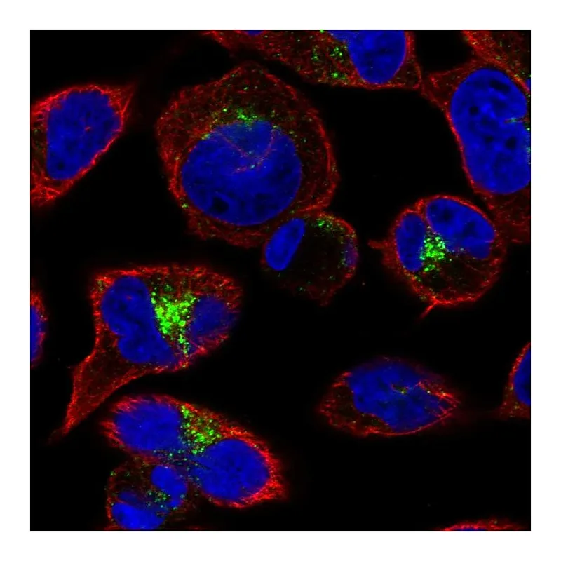 Atlas Antibodies Anti-GGA2 Antibody