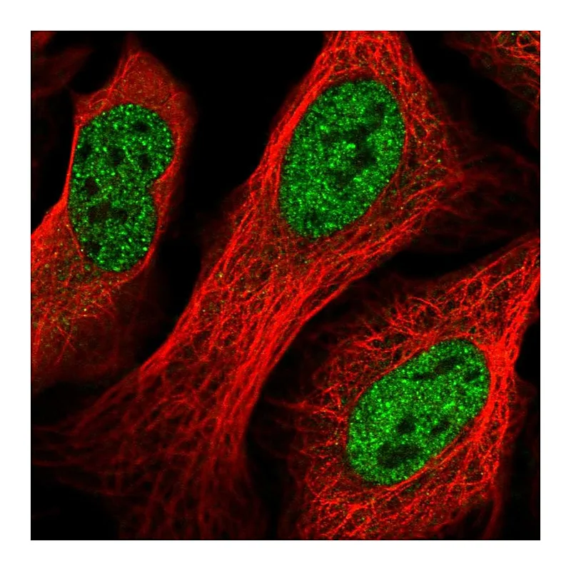 Atlas Antibodies Anti-GID8 Antibody