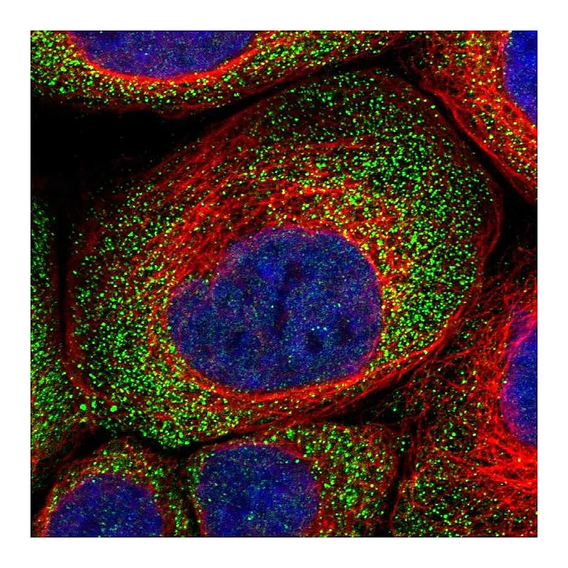 Atlas Antibodies Anti-GIGYF1 Antibody