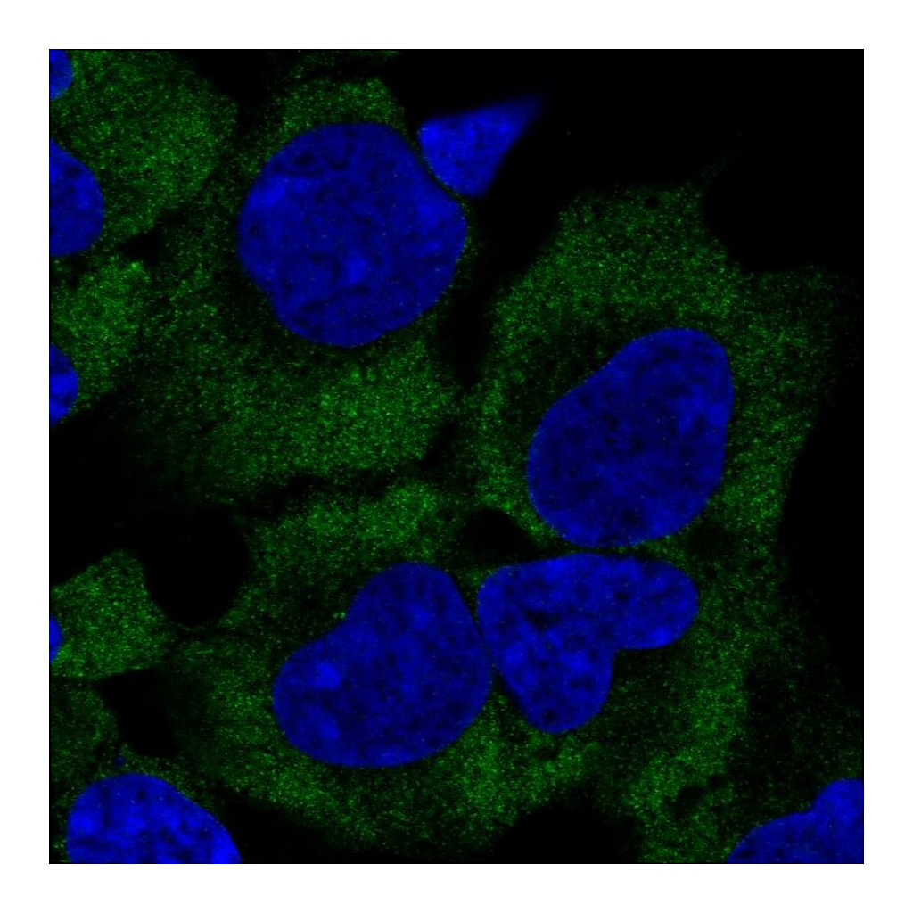 Atlas Antibodies Anti-GIGYF2 Antibody
