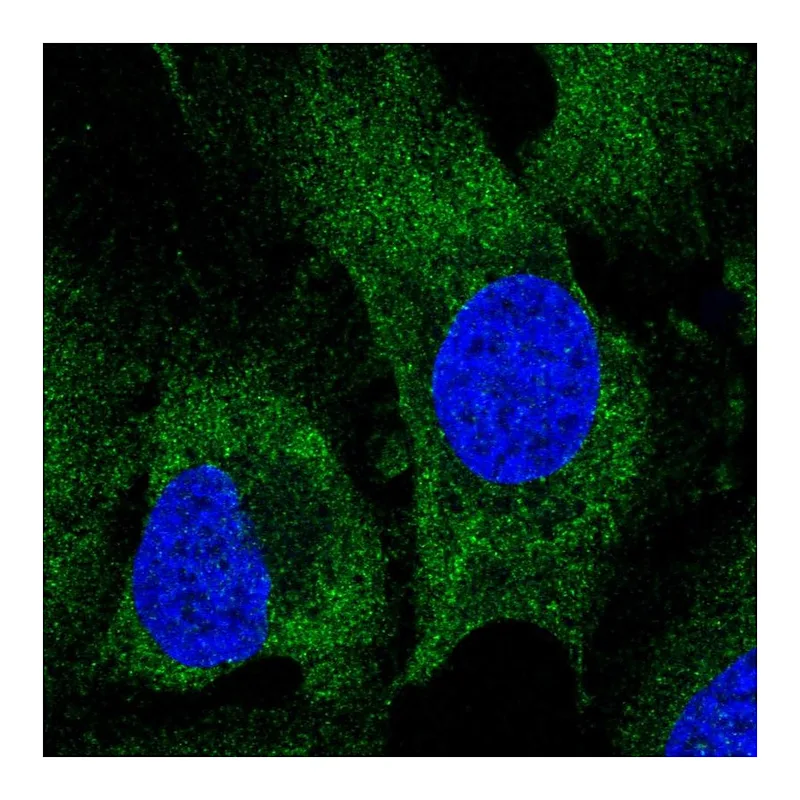 Atlas Antibodies Anti-GIGYF2 Antibody