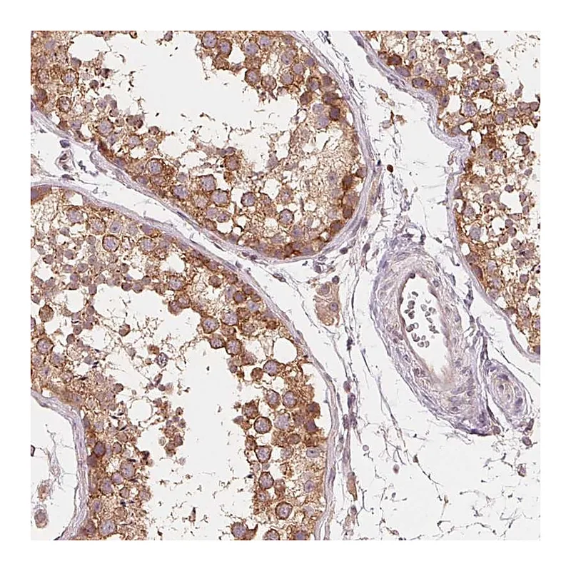 Atlas Antibodies Anti-GIGYF2 Antibody