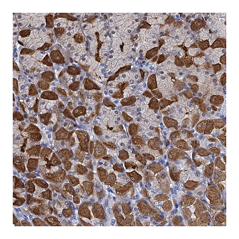 Atlas Antibodies Anti-GINS3 Antibody